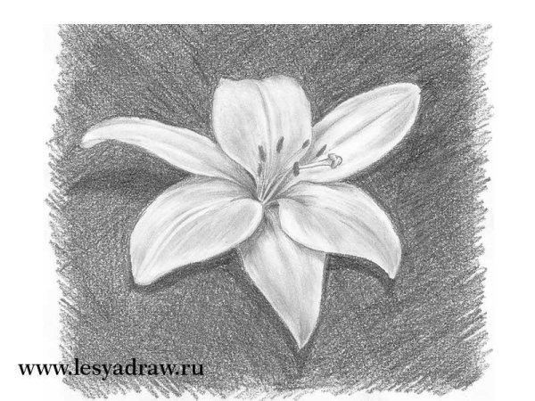 Цветы карандашом
