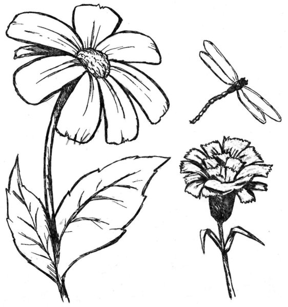 Цветы рисунок карандашом для срисовки для начинающих