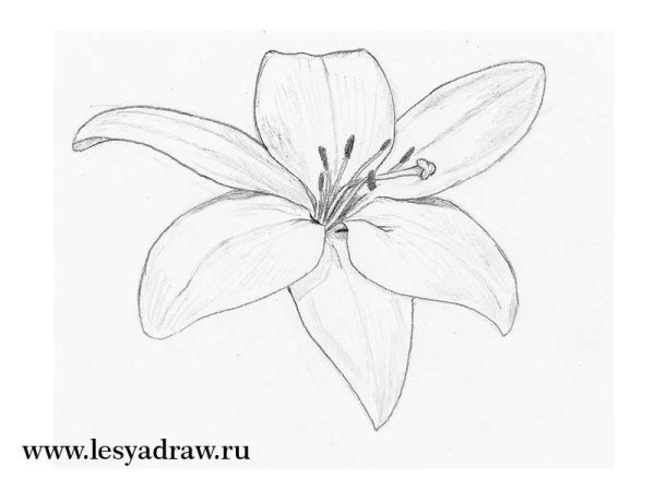 Рисунки цветов карандашом