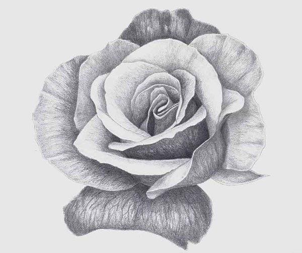Роза рисунок