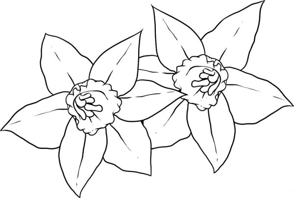 Цветы карандашом для срисовки