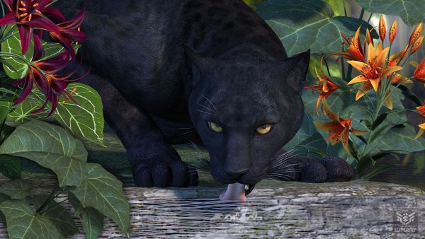 Пантера растения