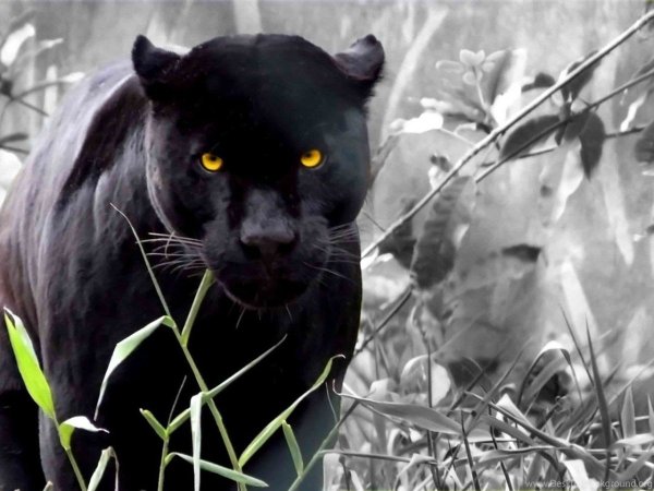 Тиберий пантера