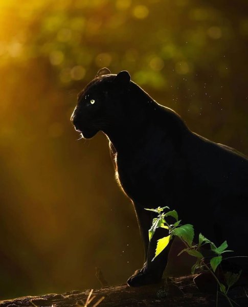 Ягуар и пантера