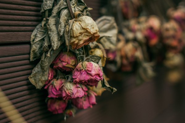 Увядающая роза