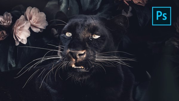 Пантера Эстетика