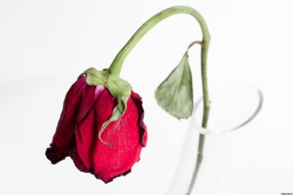 Увядший цветок