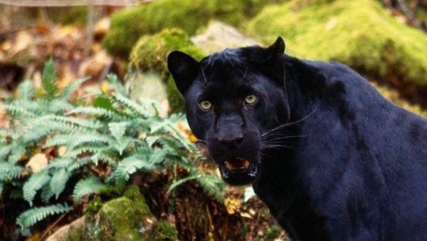 Пантера куджийтцу