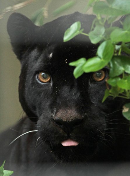 Фото пантеры в хорошем качестве