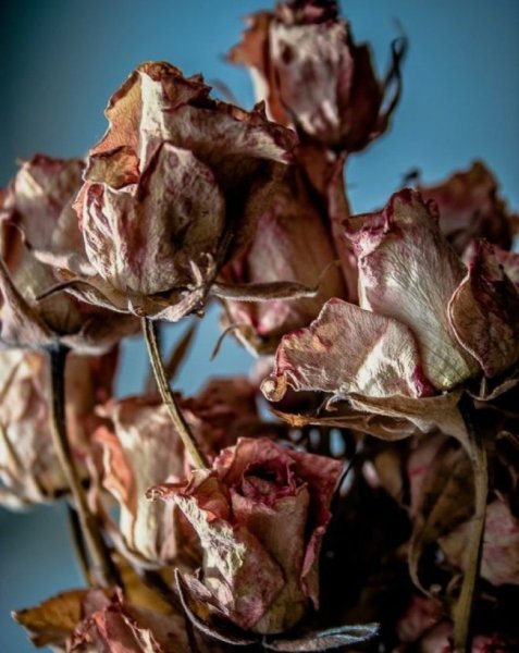 Лютик завявший