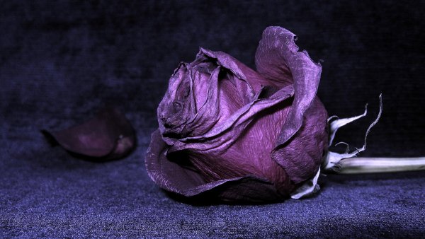 Красивые засохшие цветы