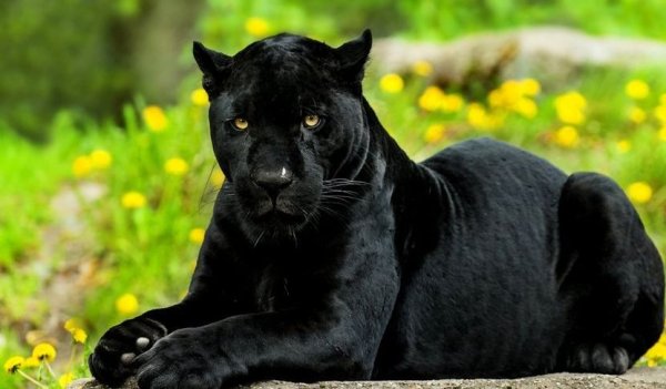 Пантера акварелью