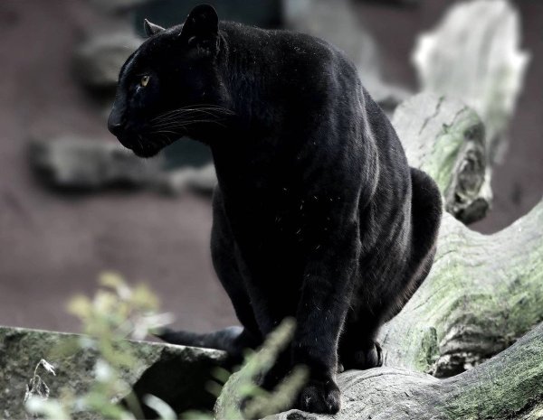 Пантера Багира