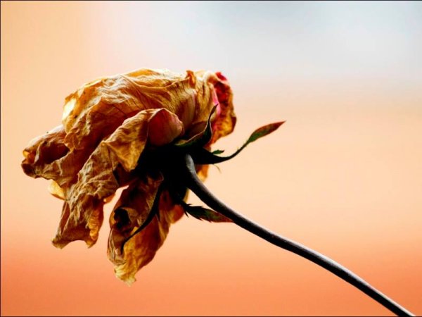 Увядшие цветы в руках