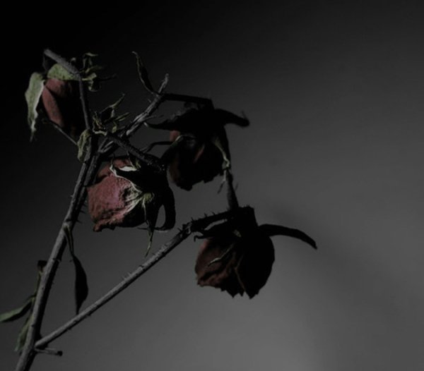 Мертвые цветы