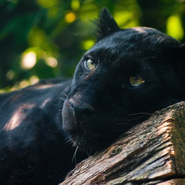 Пантера в лесу