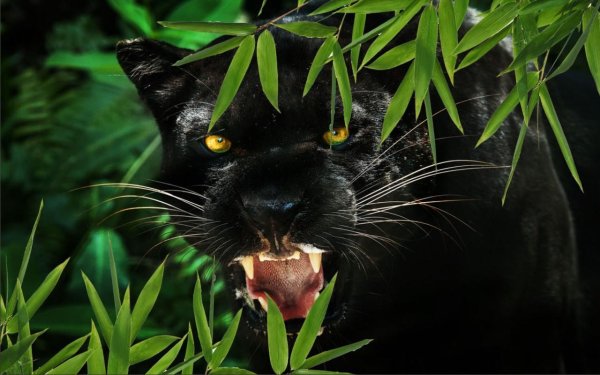 Книга джунглей фильм Багира