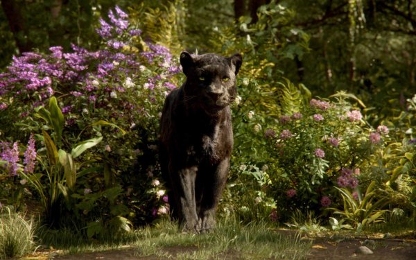 С днем рождения пантера