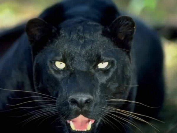 Фотограф Дэвид Ярроу: «Дикие встречи»