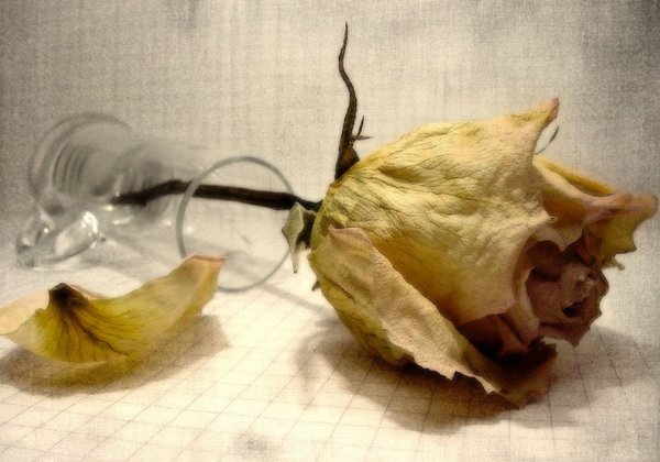 Есенин Полузавядшие цветы