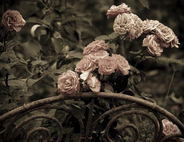 Цветы Эстетика