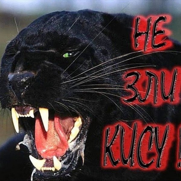 Черная пантера Nat geo Wild