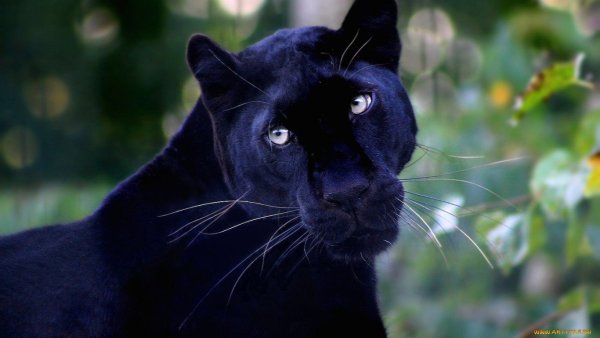 Черная пантера животное Ягуар