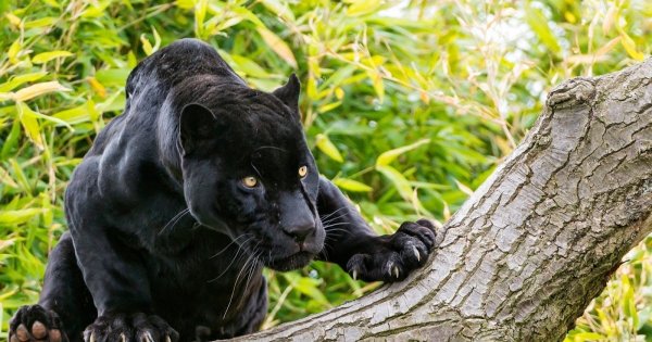 Черная пантера