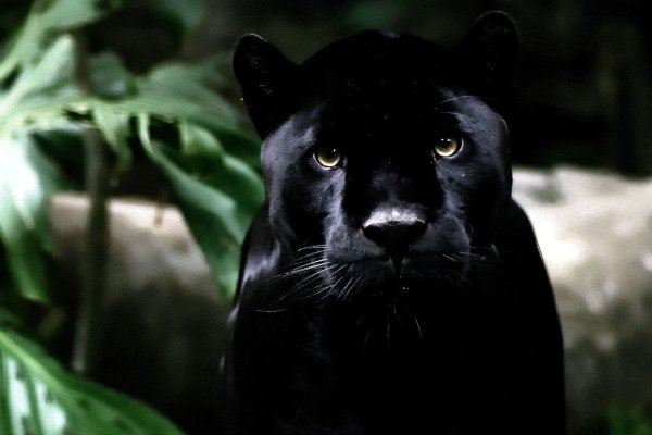 Пума Ягуар пантера