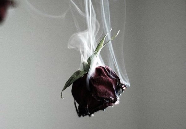 Сломанная роза