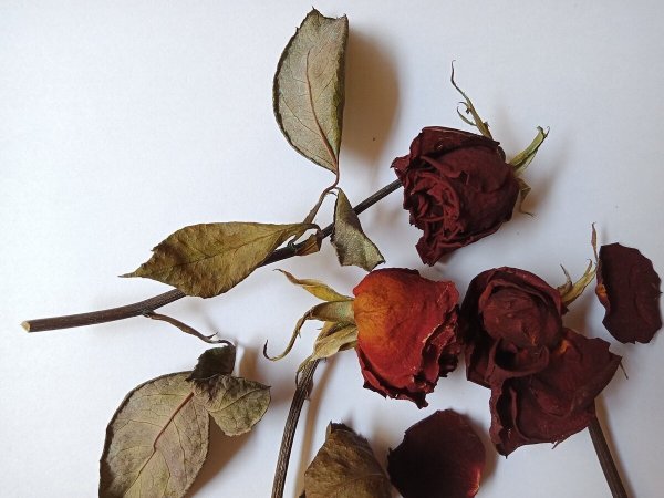 Увядшая роза звери