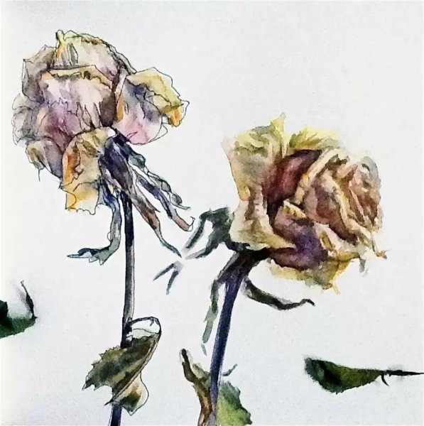 Увядший цветок акварель
