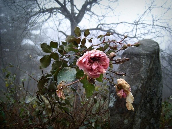 Увядшие цветы в саду