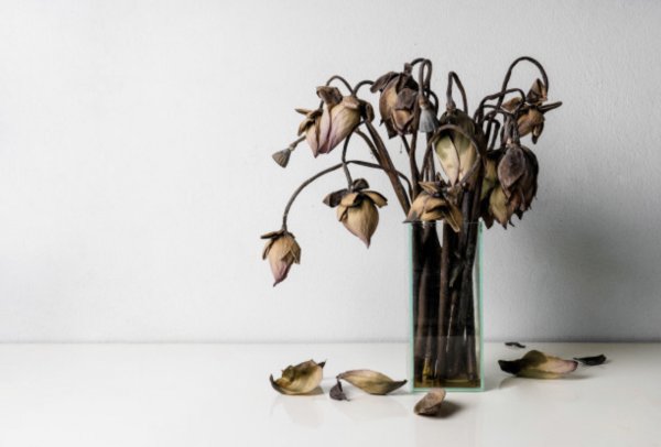 Засохшие цветы в вазе