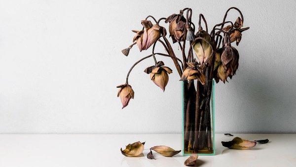 Засохшие цветы в вазе