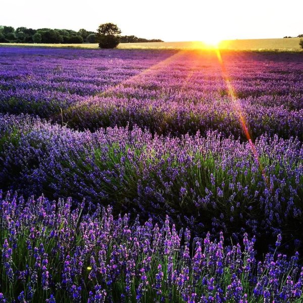 Лавандовые поля в Провансе Франция