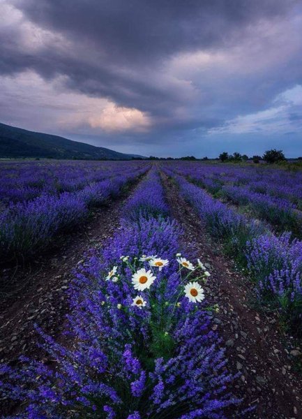 Поле с сиреневыми цветами