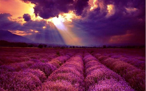 Фиолетовый цвет в природе