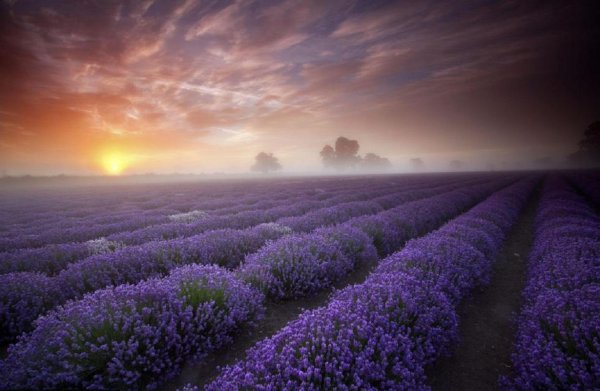 Лавандовые поля во Франции