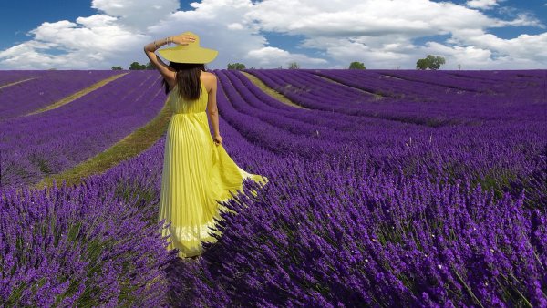 Лавандовое поле. Прованс