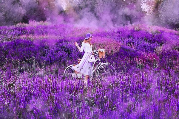 Кристина Макеева Лавандовые поля