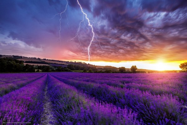 Фиолетовое поле