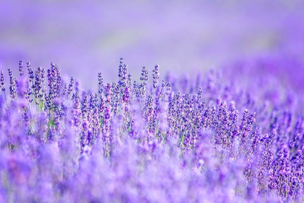 Лаванда крупнолистная