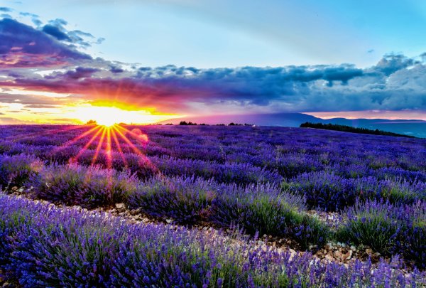 Демерджи Лавандовые поля
