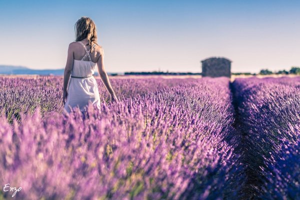 Поле с сиреневыми цветами