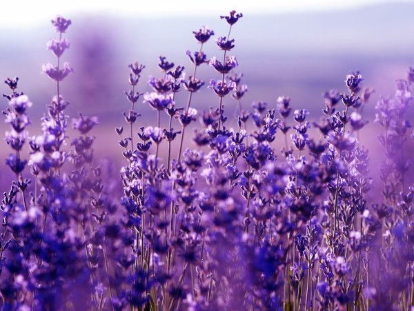 Фотообои фиолетовые цветы