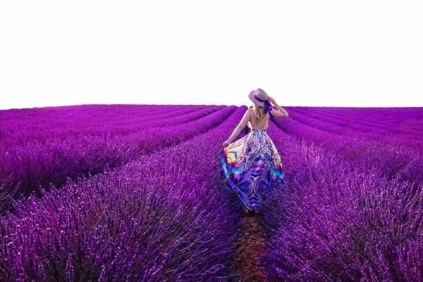 Лавандовые поля в России