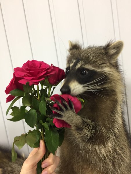 Енот с цветком