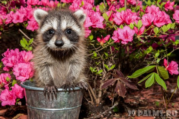 Енотик с цветочком