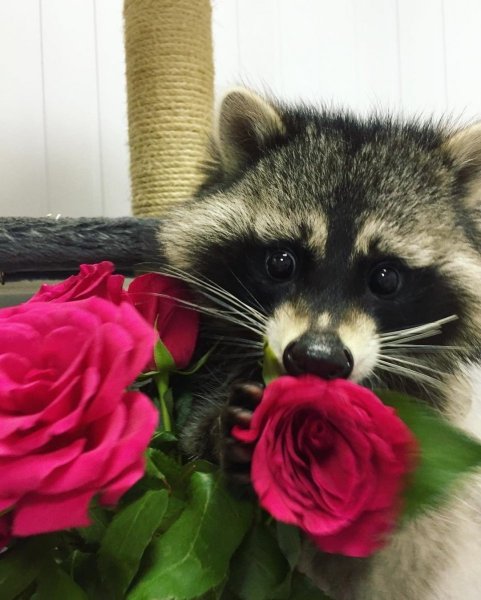 Доброе утро Енотик